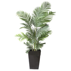 Areca Palm, 4ft