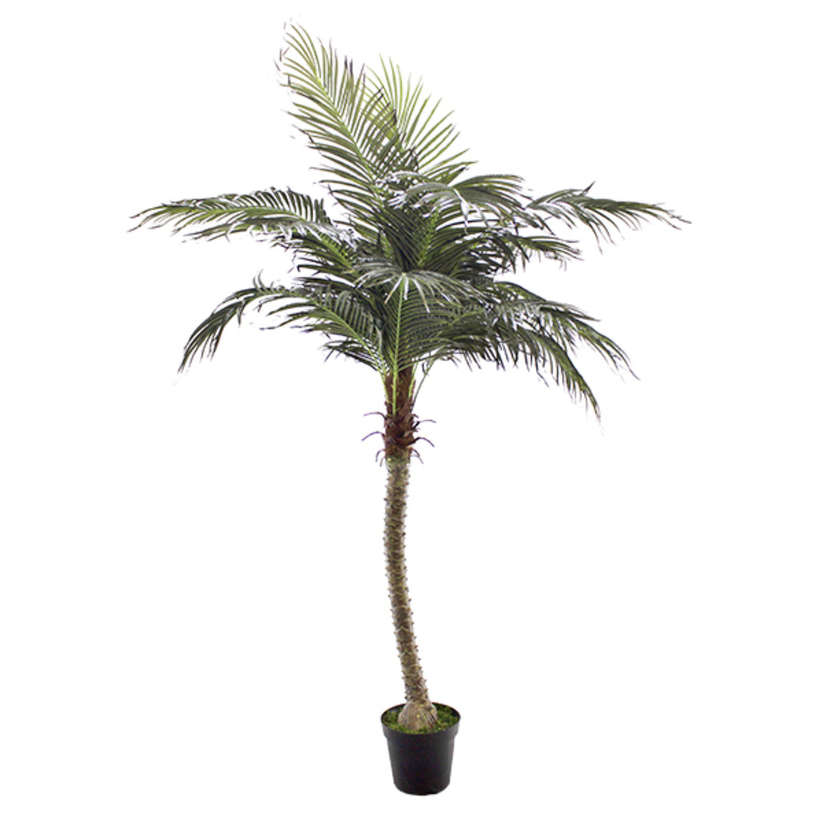 Phoenix Palm Tree, 8ft.